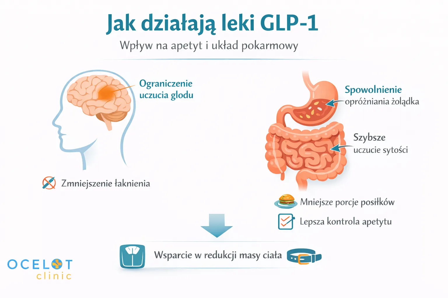 Infografika przedstawiająca mechanizm działania lek&oacute;w GLP-1 na apetyt i układ pokarmowy: ograniczenie głodu w m&oacute;zgu, spowolnienie opr&oacute;żniania żołądka i szybsze uczucie sytości.